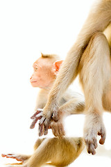 Image showing Indian macaques. parental care. monkey holds her baby\'s hand