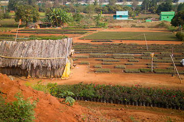 Image showing Idian farm, growing flowers in the open ground (beds with young plants)