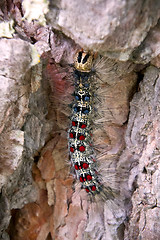 Image showing Lymantria dispar caterpillars move in forest.