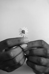 Image showing portrait of African American girl with a flower in her hand