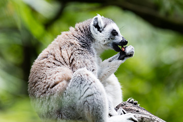 Image showing Ring-tailed lemur (Lemur catta)