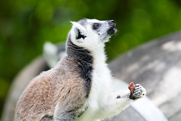 Image showing Ring-tailed lemur (Lemur catta)