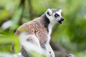 Image showing Ring-tailed lemur (Lemur catta)