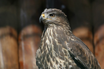 Image showing Eagle