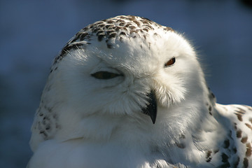 Image showing Portrait of a snow owl.