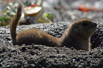 Image showing Meerkat Burrowing