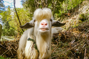 Image showing White billy goat