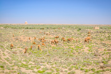 Image showing Feeding camels in Merv