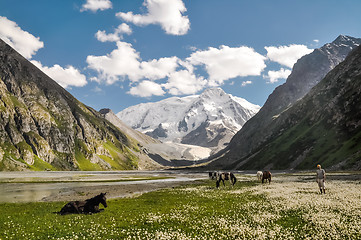 Image showing Hiker and wild horses