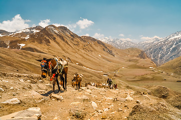 Image showing Horses walking uphill