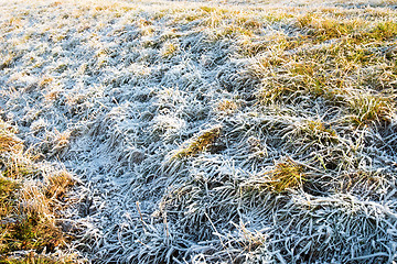 Image showing frozen grass in winter
