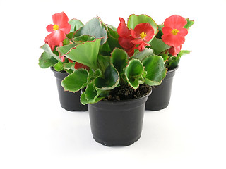 Image showing begonia