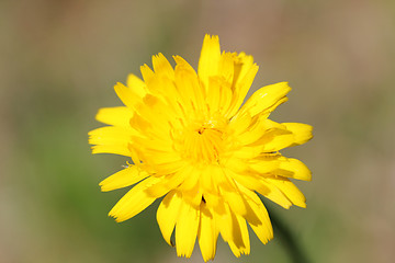 Image showing Ordinary Cat's Ear      (Hypochaeris radicata) 