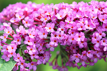 Image showing  Butterfly Bush  (Buddleja davidii) 