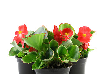 Image showing begonia