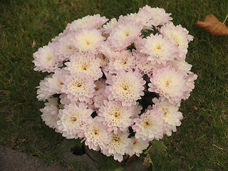 Image showing Pink flowers