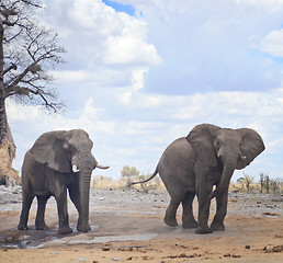 Image showing elephants in Africa