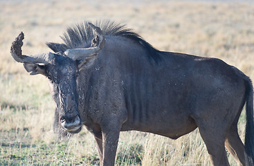 Image showing antelope gnu