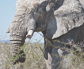 Image showing elephant