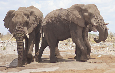 Image showing elephants in Africa