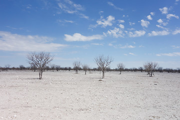 Image showing Etosha landscape
