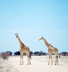 Image showing two giraffes