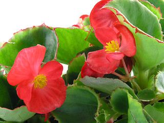 Image showing begonia