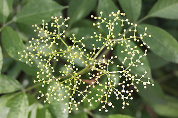 Image showing Elderberry    (Sambucus) 
