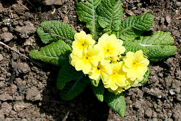 Image showing Primroses   (Primula) 