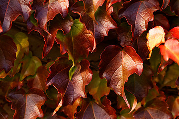 Image showing Creeping leaves