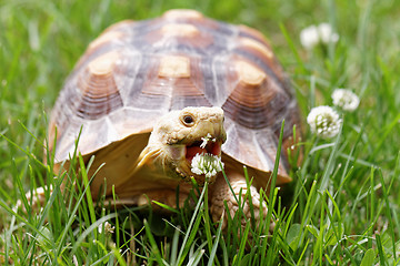 Image showing African Spurred Tortoise