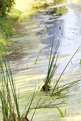 Image showing Duckweed