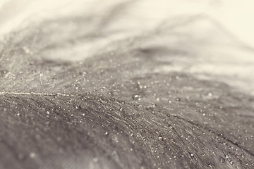 Image showing Owl feathers