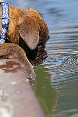 Image showing Boxer dog