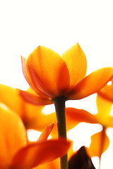 Image showing Orange flower