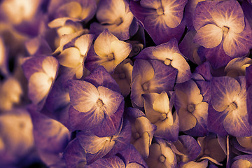 Image showing Hydrangea