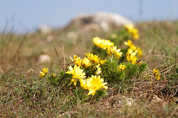 Image showing Yellow flower