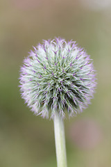 Image showing Globe thistle  (Echinops ritro) 