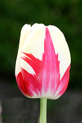 Image showing tulip 