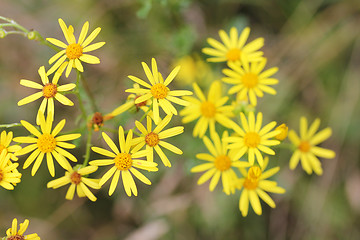 Image showing Ragwort  (Senecio jacobaea) 