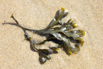 Image showing  Bladderwrack  (Fucus vesiculosus) 