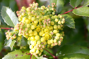 Image showing Oregon grape (Mahonia) 