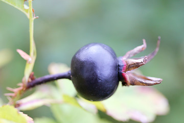 Image showing black berry 