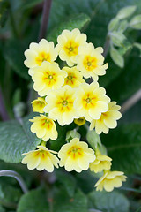 Image showing Primroses   (Primula) 