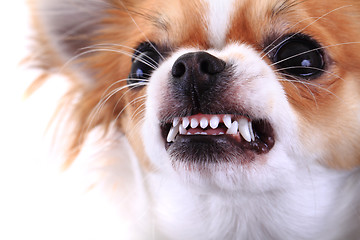 Image showing dangerous chihuahua face