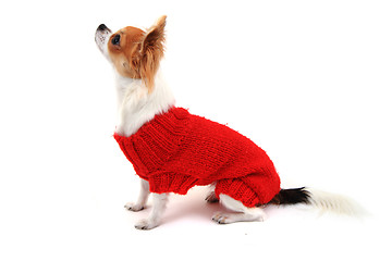 Image showing small chihuahua Sofia in red clothes