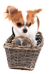 Image showing small chihuahua in the basket