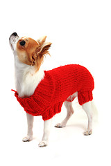 Image showing small chihuahua Sofia in red clothes