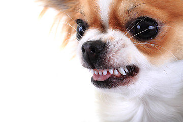 Image showing dangerous chihuahua face