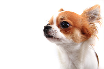 Image showing head of sweet chihuahua